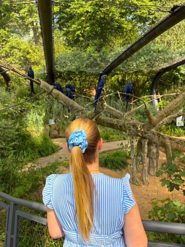 Frau von hinten mit blondem Pferdeschwanz, zusammengebunden mit dem hellblauen Carimé-Scrunchie Polka dots, vor einer Vogelvoliere